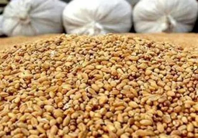برنامه جدید کاهش وابستگی به واردات نهاده‌های دامی اعلام شد