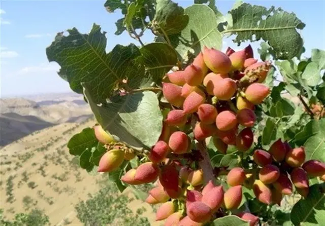 پیش‌بینی برداشت 100 تن پسته از باغات ایلام