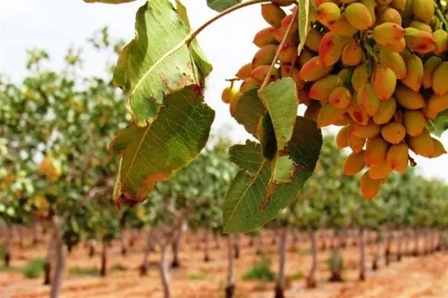 پسته برای نخستین بار در کلاتهرودبار دامغان به بار نشست